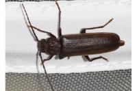 Arhopalus rusticus