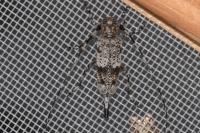Acanthocinus griseus