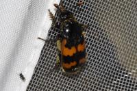 Nicrophorus vespillo