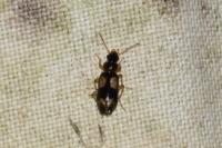 Dromius quadrimaculatus