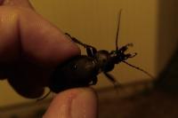 Carabus coriaceus