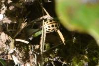 Tytthaspis sedecimpunctata