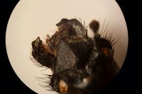 Geotrupes spiniger