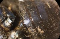 Geotrupes spiniger