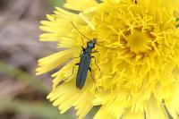 Oedemera