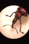 Rhynchites auratus