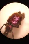 Rhynchites auratus