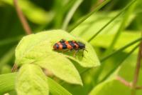 Trichodes alvearius