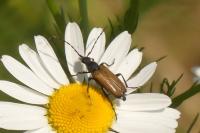Stictoleptura maculicornis