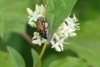 Anastrangalia sanguinolenta