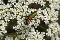 Chrysanthia viridissima