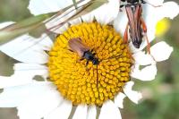 Pseudovadonia livida