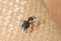 Anaspis fasciata