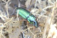 Harpalus affinis