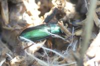 Harpalus affinis