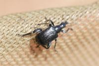 Deporaus betulae