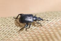 Deporaus betulae