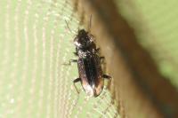 Notiophilus quadripunctatus