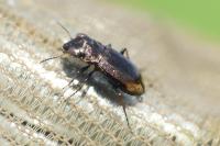 Notiophilus quadripunctatus