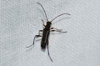 Grammoptera ruficornis