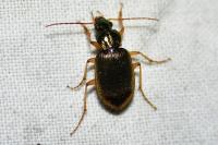 Chlaenius vestitus