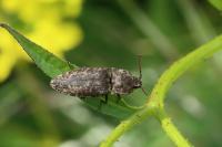 Agrypnus murinus