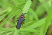 Cantharis rustica