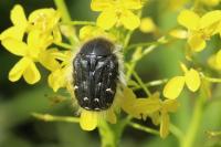 Tropinota hirta