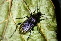 Carabus granulatus