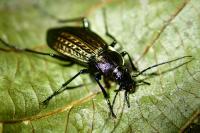Carabus granulatus