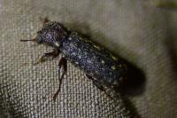 Lichenophanes varius