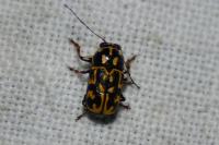 Pachybrachis