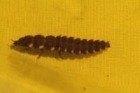 Lampyris noctiluca