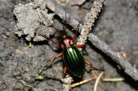 Carabus auronitens