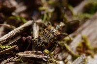 Rhagium inquisitor