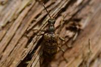 Rhagium inquisitor