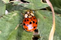 Harmonia axyridis