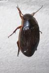Dytiscus dimidiatus