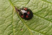 Exochomus quadripustulatus