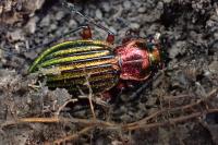 Carabus auronitens
