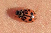 Oenopia conglobata