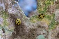 Psyllobora vigintiduopunctata