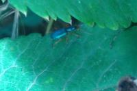 Drypta dentata