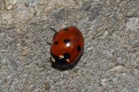 Coccinella septempunctata