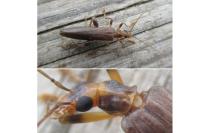 Oedemera femoralis