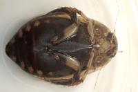 Acilius sulcatus