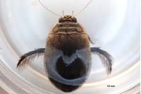 Acilius sulcatus