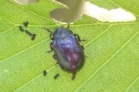 Plagiosterna aenea