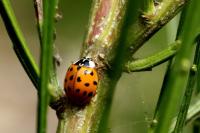 Harmonia axyridis