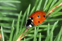Coccinella septempunctata